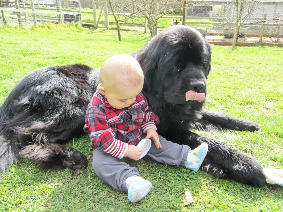 Newfie cũng được coi là giống chó hữu ích nhất trên thế giới. Người nuôi có thể dùng chúng để bảo vệ, canh gác, cứu hộ hay thậm chí là trông trẻ nhỏ.