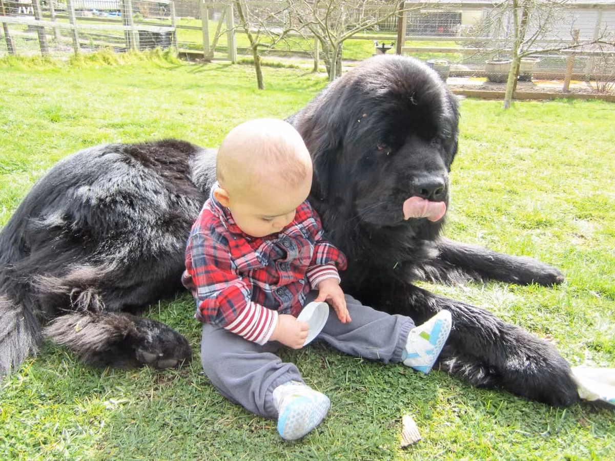 Newfie cũng được coi là giống chó hữu ích nhất trên thế giới. Người nuôi có thể dùng chúng để bảo vệ, canh gác, cứu hộ hay thậm chí là trông trẻ nhỏ.