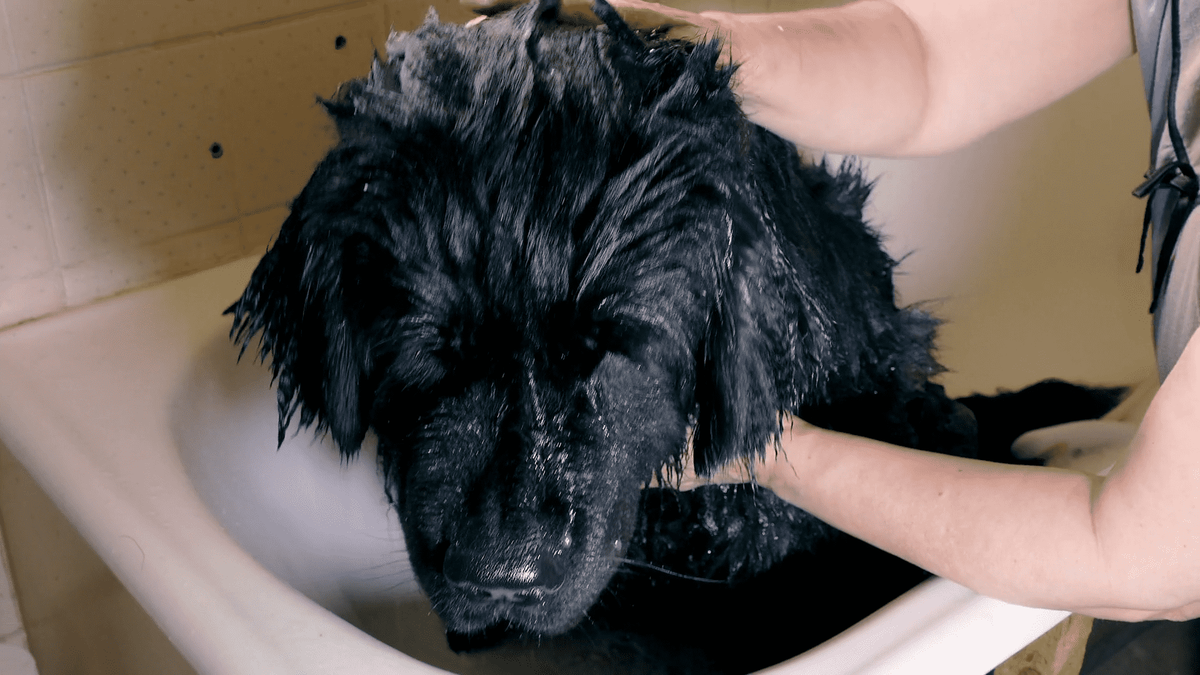 Giống chó này có nguồn gốc từ phía Đông của Canada, chúng còn được gọi với biệt danh là giống chó cứu hộ.