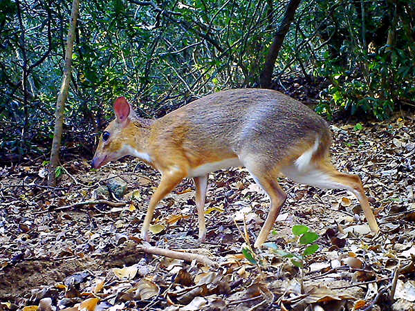 Sự xuất hiện của cheo cheo lưng bạc đã gây ra sự chú ý lớn từ các phương tiện truyền thông hàng đầu như New York Times, CNN và Guardian. Các nhà khoa học và chuyên gia đánh giá cao việc phát hiện lại loài này, nhấn mạnh rằng việc bảo tồn cần được thực hiện ngay lập tức.