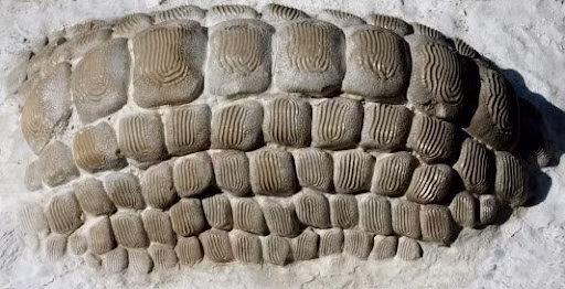 Tuy nhiên, sự xuất hiện của các loài thương long, một nhóm bò sát biển khổng lồ, có thể đã tạo ra sự cạnh tranh cho Ptychodus trong việc săn mồi vỏ cứng, dẫn đến sự tuyệt chủng của chúng khoảng 10 triệu năm trước sự kiện tuyệt chủng do thiên thạch Chicxulub.