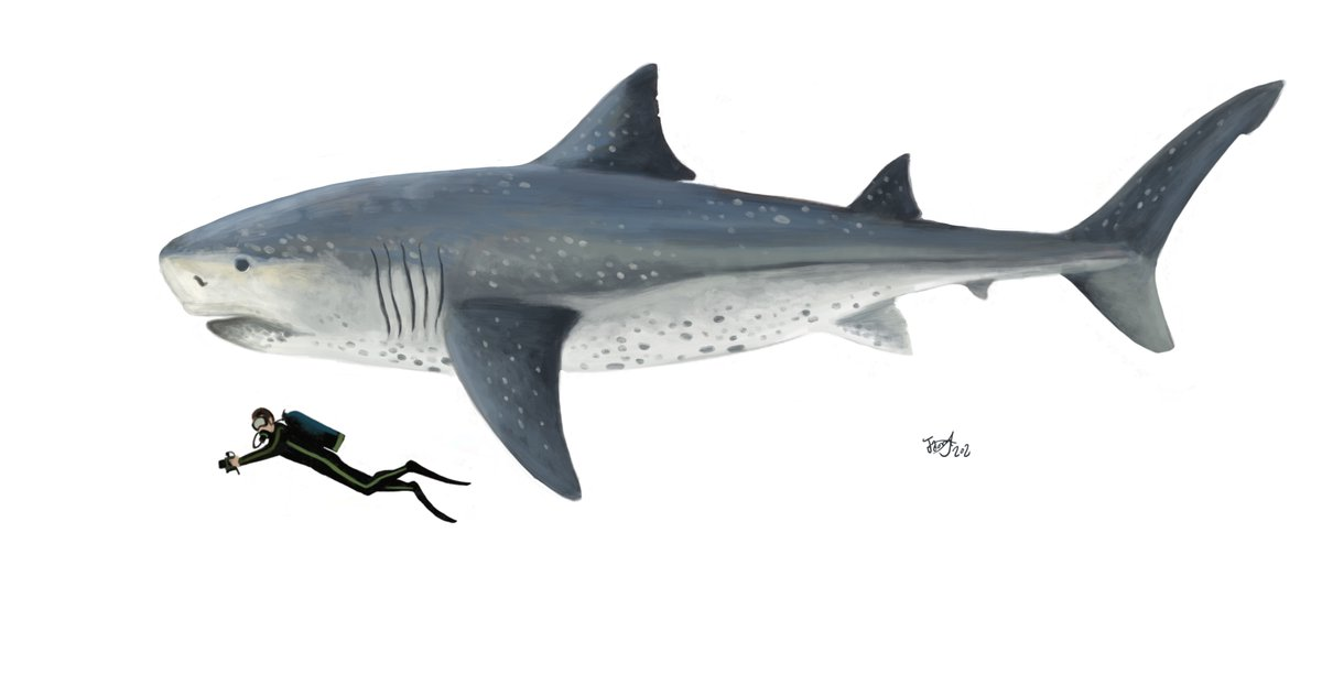 Cá mập Ptychodus đã tiến hóa hàm răng đa lớp để thích nghi với việc săn mồi là các loài có vỏ cứng, như rùa biển.