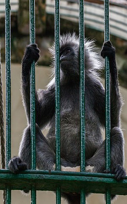 Voọc bạc Đông Dương, loài linh trưởng quý hiếm có tên trong Sách Đỏ với nguy cơ tuyệt chủng cao. Số lượng loài này được cho là đã suy giảm hơn 50% dưới tác động của việc săn bắt và mất nơi cư trú.