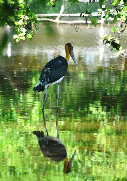 3. Già đẫy Java: Sau một thời gian sinh sống tại Khu Cứu hộ Động vật hoang dã Hòn Me, cá thể già đẫy Java này đã được thả vào một đảo nhỏ tại Vườn Quốc gia U Minh Thượng.