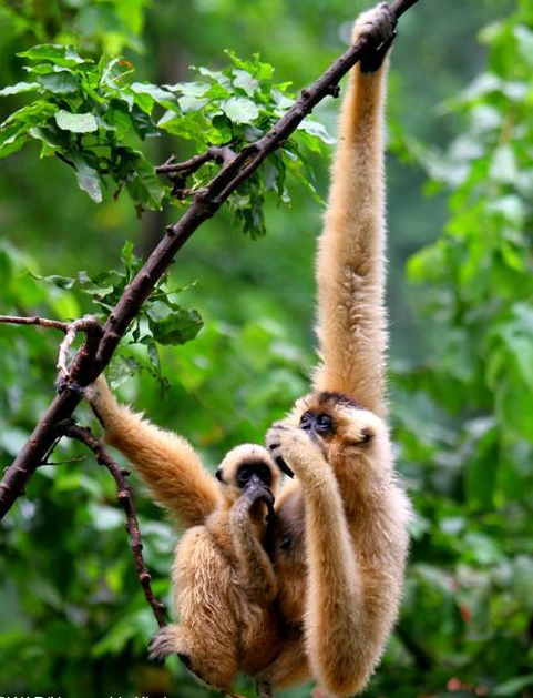 4. Vượn đen má vàng: Trong số hơn 70 con vượn đen má vàng được cứu hộ, gần 30 cá thể đã được thả về thiên nhiên.