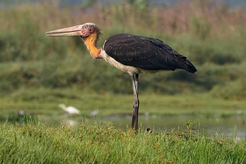 Già đẫy Java là loài động vật được xếp vào danh mục nhóm 1B đặc biệt quý hiếm trong Sách Đỏ động vật Việt Nam. Vì thế, già đẫy được chăm sóc và bảo tồn ở các địa chỉ có sự quản lý nghiêm ngặt.