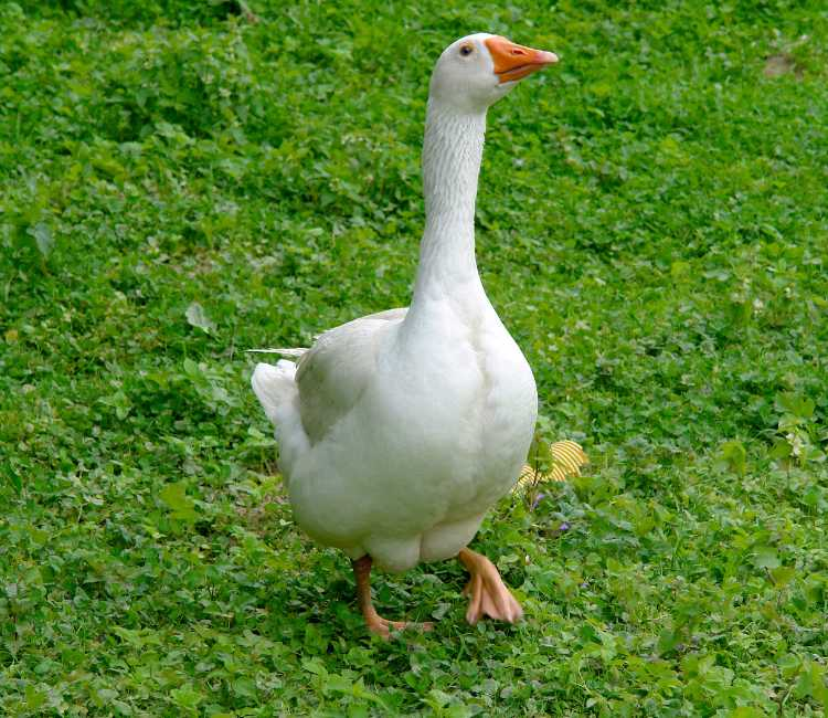 Ngỗng không chỉ là loài động vật có thể chế biến nhiều món ăn ngon trên bàn ăn mà còn là một đối thủ đáng gờm đối với rắn.