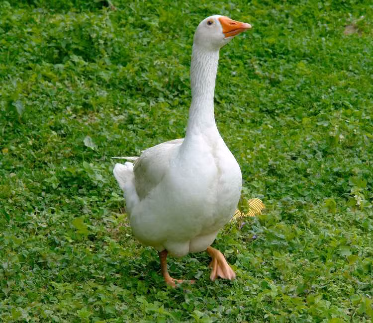 Ngỗng không chỉ là loài động vật có thể chế biến nhiều món ăn ngon trên bàn ăn mà còn là một đối thủ đáng gờm đối với rắn.