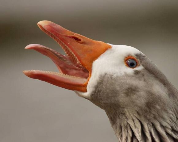 Sức chiến đấu của ngỗng đến từ khả năng sử dụng mỏ dẹt có răng cưa và răng cưa ở lưỡi để tấn công khi cảm thấy đe dọa.