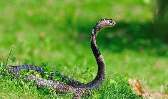 Một trong những lý do khiến rắn sợ ngỗng là do phân của chúng, có khả năng chứa vi sinh vật Cryptosporidium, gây tiêu chảy và đau bụng ở rắn, thậm chí có thể gây tử vong.