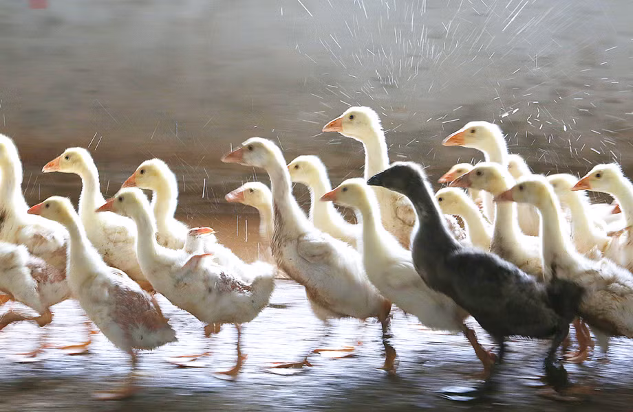 Tuy nhiên, phân ngỗng chỉ là cách đuổi rắn tự nhiên và không thể diệt trừ hoàn toàn chúng. Do đó, người dân cần thực hiện các biện pháp bảo vệ khác để đảm bảo an toàn cho bản thân.