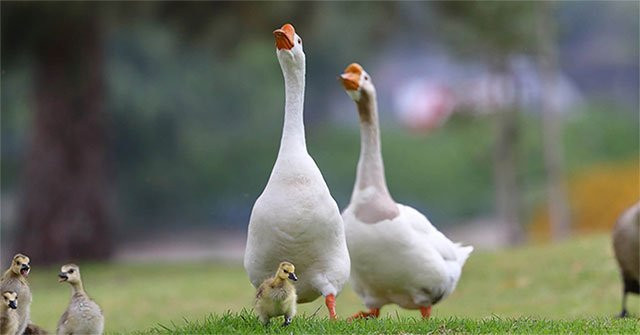 Mùi đặc biệt từ phân ngỗng có thể gây khó chịu về thể chất và ảnh hưởng đến hệ thần kinh của rắn.