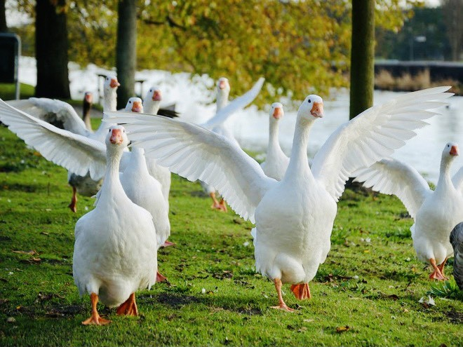 Nhiều vùng nông thôn sử dụng phân ngỗng để xua đuổi rắn, và tính hung dữ của ngỗng cũng đóng vai trò quan trọng trong việc này.