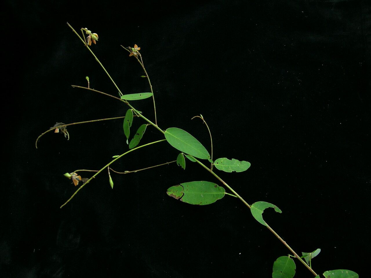 Trong y học cổ truyền, nó được dùng để trị nhiều loại bệnh như phong thấp đau xương, đòn ngã, gãy xương và trong y học hiện đại, nó được sử dụng để giảm sốt, giảm đau và chữa các bệnh phụ khoa.