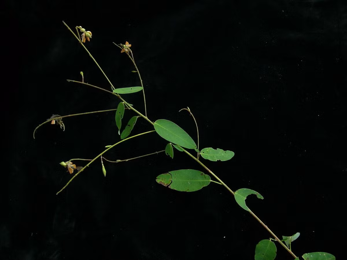 Trong y học cổ truyền, nó được dùng để trị nhiều loại bệnh như phong thấp đau xương, đòn ngã, gãy xương và trong y học hiện đại, nó được sử dụng để giảm sốt, giảm đau và chữa các bệnh phụ khoa.