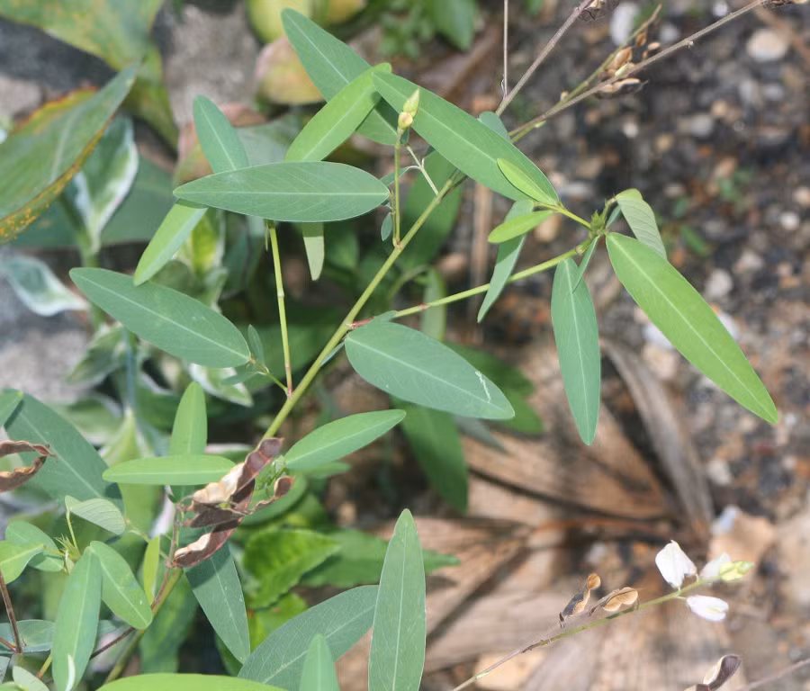  Codariocalyx motorius thuộc họ đậu Fabaceae và thường được gọi là thóc lép lá quay hoặc đậu lá quay. Mặc dù phổ biến ở nhiều nơi ở Việt Nam, nhiều người vẫn chưa từng gặp loài cây này.