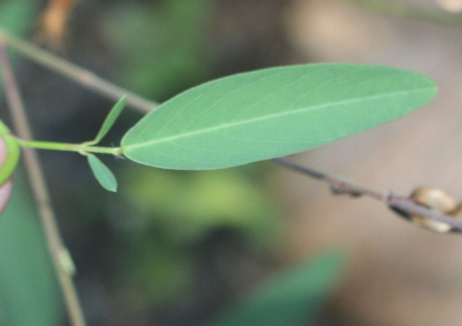 Cây khiêu vũ có đặc điểm là lá của nó có khả năng chuyển động khi nghe nhạc hoặc nhiệt độ trên 20 độ C, ngay cả khi không có gió.