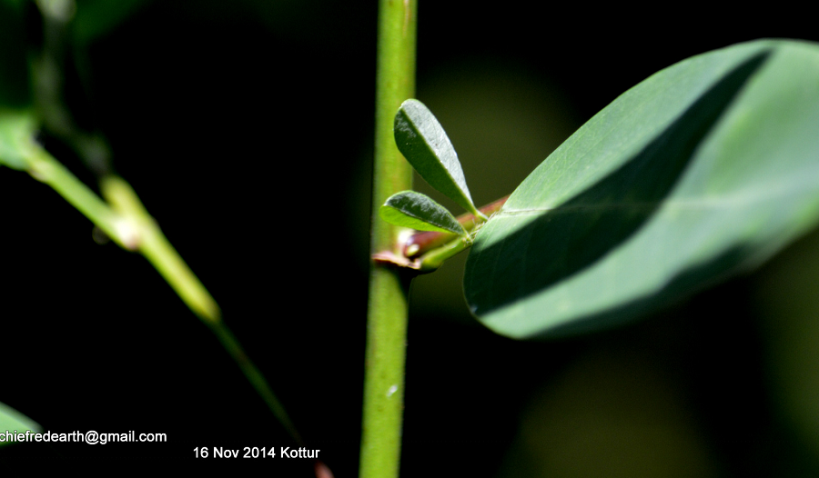 Ở Việt Nam, cây khiêu vũ có thể tìm thấy từ Bắc vào các tỉnh Tây Nguyên và các tỉnh ven biển như Bà Rịa – Vũng Tàu và An Giang.