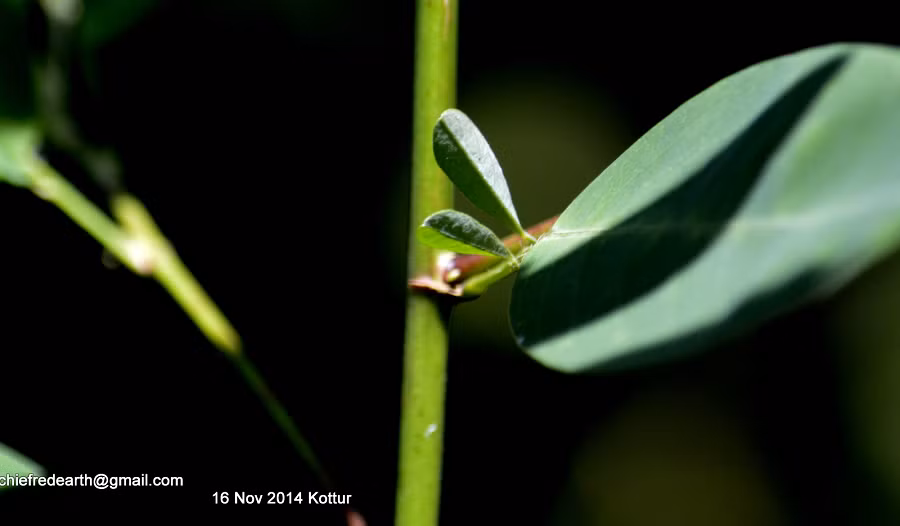 Ở Việt Nam, cây khiêu vũ có thể tìm thấy từ Bắc vào các tỉnh Tây Nguyên và các tỉnh ven biển như Bà Rịa – Vũng Tàu và An Giang.