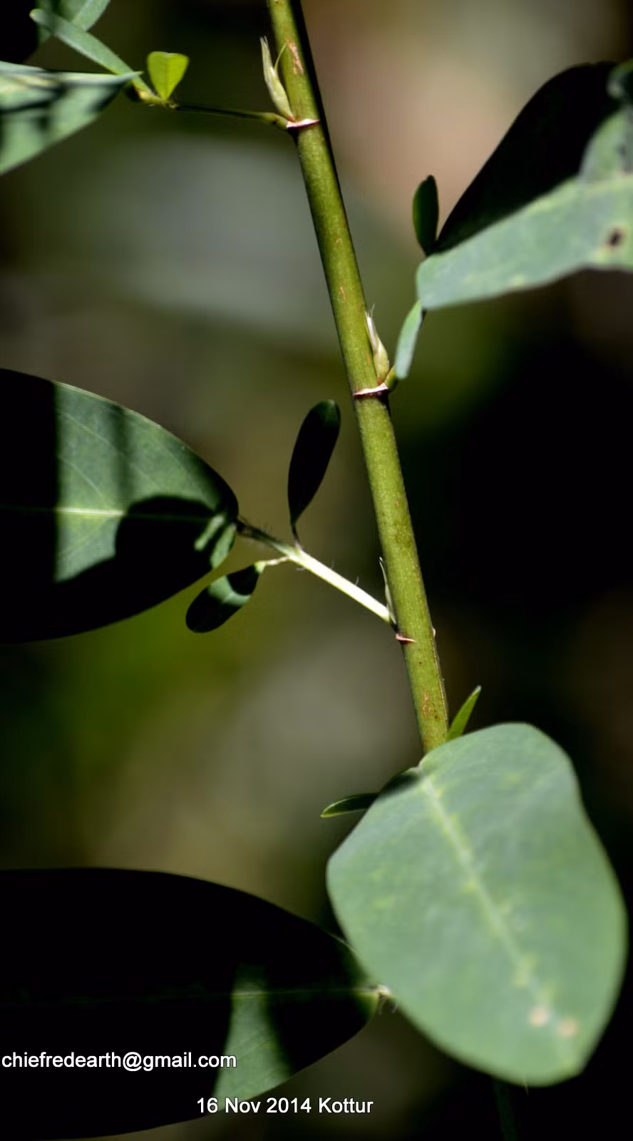 Thứ hai, việc chuyển động của cây cũng có thể là một chiến lược sinh tồn, bắt chước chuyển động của loài bướm để ngăn chúng đẻ trứng trên lá cây.