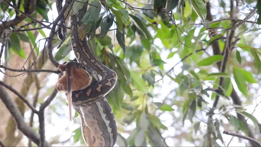 Hosking ghi lại cảnh này và cho biết mất gần 45 phút để con " quái thú" hoàn toàn nuốt chửng con mồi.