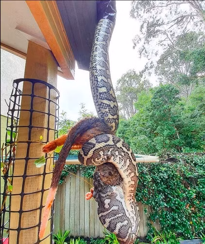 Tại Australia, việc bắt gặp rắn hoặc trăn trong môi trường tự nhiên không hiếm, nhiều chuyên gia như Stuart McKenzie thường nhận cuộc gọi để bắt rắn và trăn rời khỏi những nơi không phải môi trường tự nhiên của chúng.