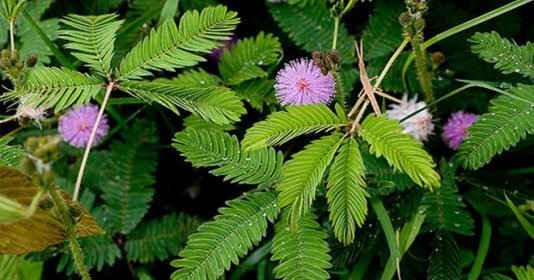 5. Cây xấu hổ (Cây Trinh Nữ): Cây này có khả năng tự "thu gọn" lại khi gặp tác động từ bên ngoài, thông qua cấu trúc lá đặc biệt của nó.