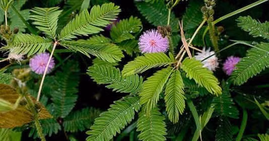 5. Cây xấu hổ (Cây Trinh Nữ): Cây này có khả năng tự "thu gọn" lại khi gặp tác động từ bên ngoài, thông qua cấu trúc lá đặc biệt của nó.