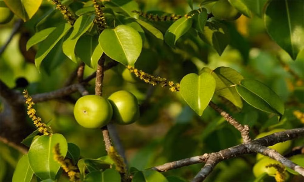 7. Cây Manchineel biết tự bảo vệ: Cây này có vỏ chứa chất độc, khi bị tác động sẽ tỏa ra khói độc hại, tự bảo vệ khỏi sự phá hủy.