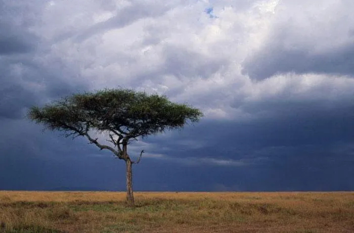 4. Cây "tuyển vệ sỹ" (Cây Keo): Cây này nuôi dưỡng một đội quân kiến để bảo vệ khỏi sâu bọ, với chất độc không gây hại cho đội quân kiến.