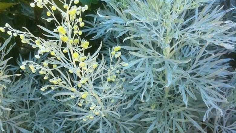 2. Phát tín hiệu cảnh báo: Một số loài cây tự phát tín hiệu cảnh báo khi bị tấn công, như cây ngải đắng có khả năng gửi tín hiệu cho cây khác trong cùng môi trường.