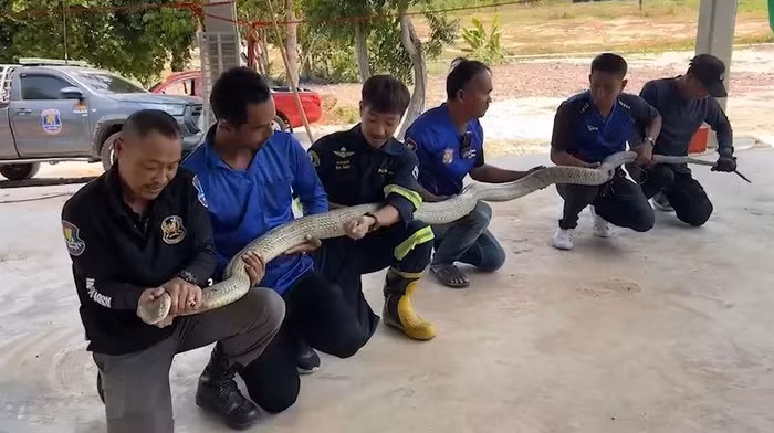 Các tình nguyện viên cứu hộ kiểm tra và tóm gọn con " quái thú" này bằng tay không trước khi chuyển nó sang một khu vực trống trải. Con rắn hổ mang chúa khổng lồ được đổ nước để uống và sau đó được thuần hóa trước khi được thả trở lại tự nhiên.