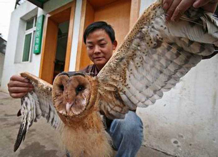 Dù vậy, niềm tin vào khả năng báo trước của chim lợn vẫn tồn tại trong một số tầng lớp trong xã hội.