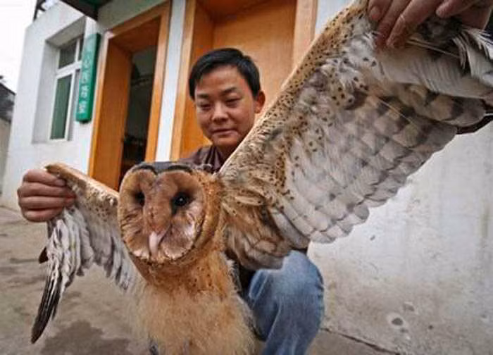 Dù vậy, niềm tin vào khả năng báo trước của chim lợn vẫn tồn tại trong một số tầng lớp trong xã hội.