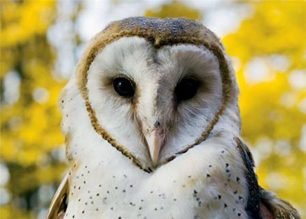 Các nhà nghiên cứu cũng cho rằng không nên gán cho chim lợn trách nhiệm hoàn toàn trong việc báo hiệu cái chết, mà nên coi đó chỉ là một hiện tượng tự nhiên như việc gà gáy khi trời sáng.