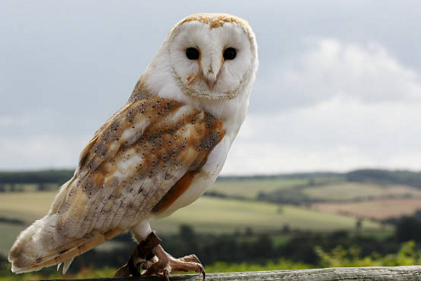 Điều này cho thấy sự phong phú và đa dạng trong cách tiếp cận và quan niệm về các loài chim trên thế giới.