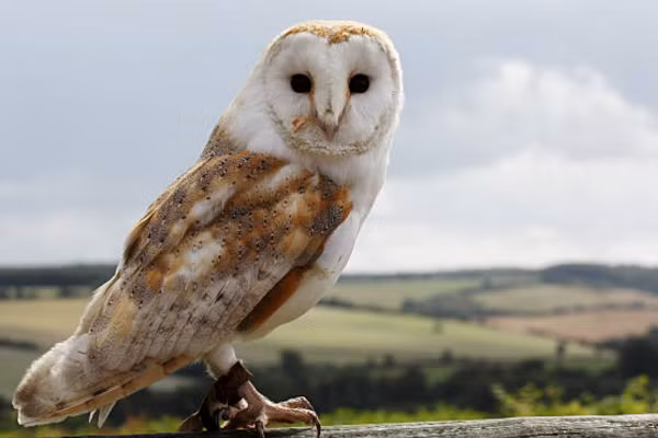 Điều này cho thấy sự phong phú và đa dạng trong cách tiếp cận và quan niệm về các loài chim trên thế giới.