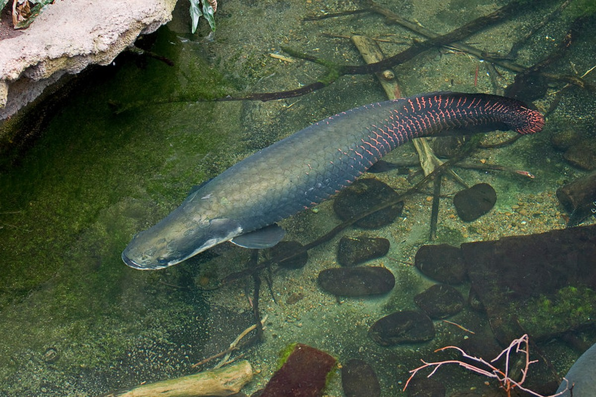 Theo quan niệm của văn hóa phương Đông, cá hải tượng còn được cho là mang đến sự phồn vinh và tài lộc cho gia chủ.