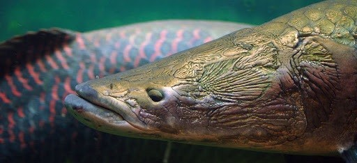 Cá hải tượng có màu sắc chủ đạo là màu vàng ghi trong khi cổ và đuôi chủ yếu là màu đỏ đậm. Cá có vây ở lưng và trên thân có lớp vảy rất to màu đỏ hồng đậm.