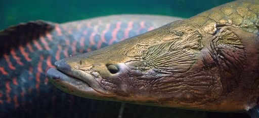 Cá hải tượng có màu sắc chủ đạo là màu vàng ghi trong khi cổ và đuôi chủ yếu là màu đỏ đậm. Cá có vây ở lưng và trên thân có lớp vảy rất to màu đỏ hồng đậm.