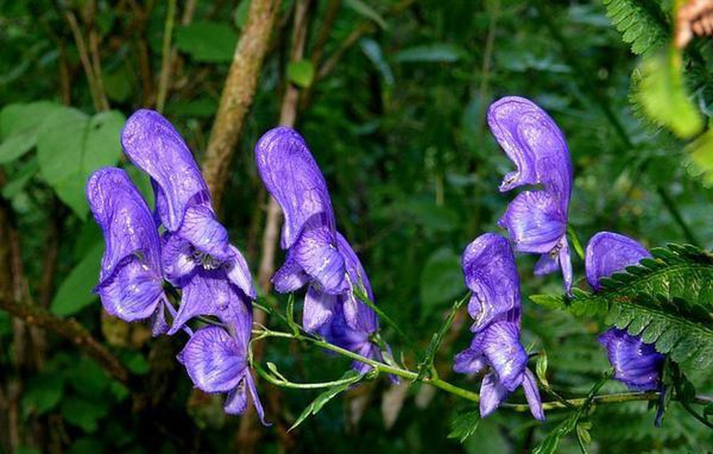  Loài hoa được mệnh danh là "nữ hoàng độc dược", hay còn được gọi là hoa Ô Đầu hoặc hoa bả sói, là một loại hoa có độc tính nghiêm trọng.