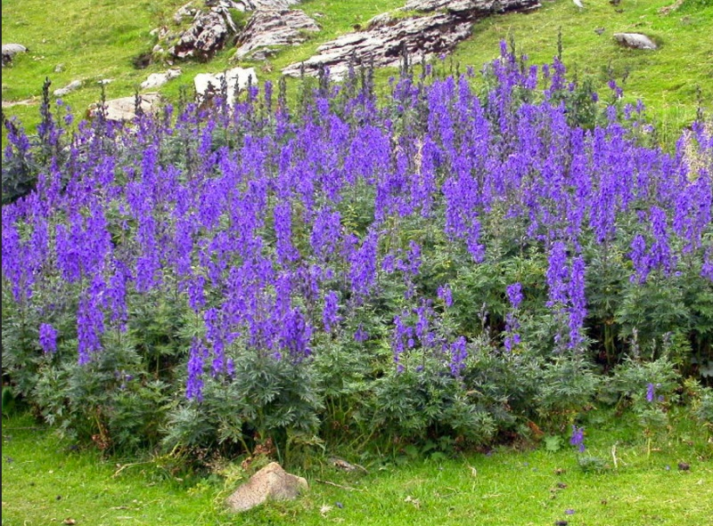 Việc tiếp xúc với hoa Ô Đầu có thể rất nguy hiểm, và việc sử dụng chỉ nên được thực hiện dưới sự hướng dẫn của các chuyên gia y tế có kinh nghiệm.