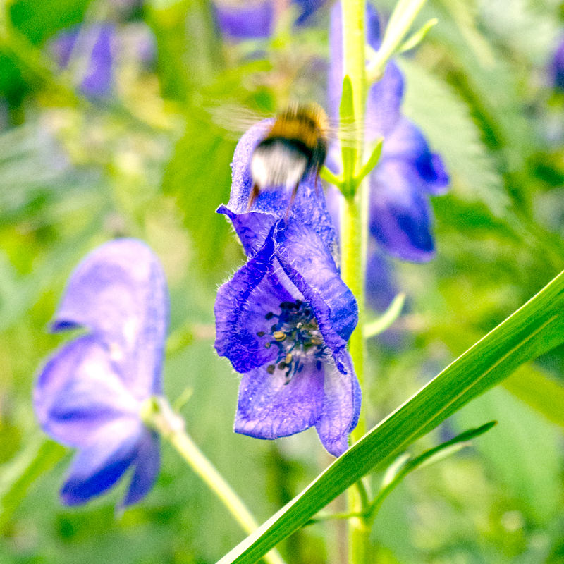 Chất độc trong cây này gồm aconitine, mesaconitine, hypaconitine và jesaconitine, có thể gây nguy hiểm cho sức khỏe và thậm chí gây tử vong nếu tiếp xúc trực tiếp.