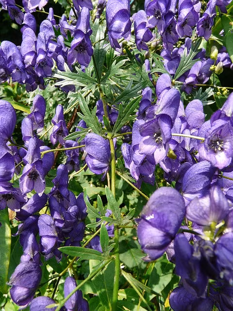 Người ta từng sử dụng chất độc từ hoa Ô Đầu để tẩm vào mũi tên hoặc đạn dược để săn bắn hoặc gây tổn thương cho đối thủ.