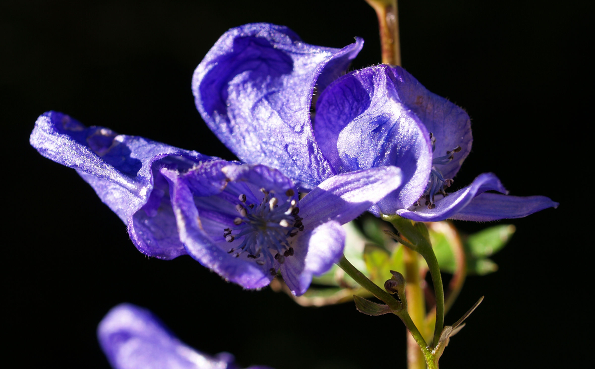 Dùng chất độc này có thể gây ngộ độc và tử vong trong vòng vài giờ.