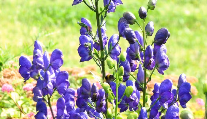 Cây này thường mọc hoang ở nhiều nơi, bao gồm cả Việt Nam.