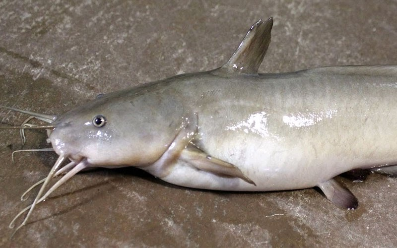 Dù ít calo nhưng lại cung cấp một lượng lớn protein, giúp duy trì và phát triển cơ bắp.