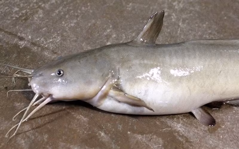 Dù ít calo nhưng lại cung cấp một lượng lớn protein, giúp duy trì và phát triển cơ bắp.