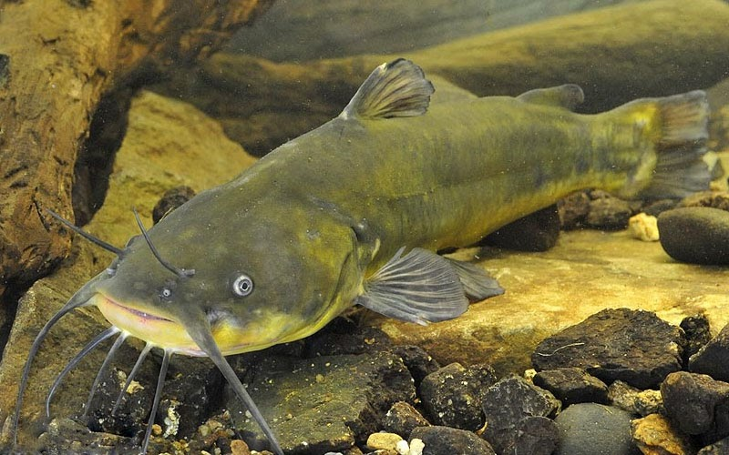 Cá da trơn thực sự là một lựa chọn tuyệt vời cho chế độ ăn uống cân bằng với ít calo, protein dồi dào, vitamin B12, và chất béo lành mạnh.