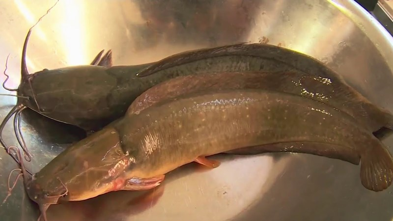 Tuy nhiên, thực tế lại khác, cá da trơn có giá trị dinh dưỡng không thua kém so với các loại cá khác.